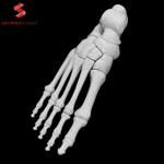 İnsan Sağ Ayak Kemikleri 3D Baskı Modeli