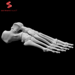 İnsan Sol Ayak Kemikleri 3D Baskı Modeli
