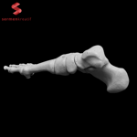 İnsan Sol Ayak Kemikleri 3D Baskı Modeli
