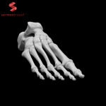 İnsan Sol Ayak Kemikleri 3D Baskı Modeli