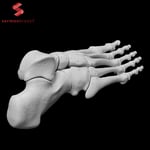 İnsan Sol Ayak Kemikleri 3D Baskı Modeli