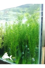 Akvaryum Bitkisi Elodea Densa 10 Dal
