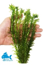 Akvaryum Bitkisi Elodea Densa 10 Dal