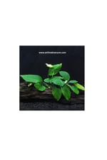 Anubias Barteri Nana, Akvaryum Canlı Bitkiler 4-7 Yaprak Bir Kök Kolay Bitki