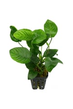 Anubias Barteri Nana, Akvaryum Canlı Bitkiler 4-7 Yaprak Bir Kök Kolay Bitki