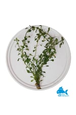 Atlantis Gül Akvaryum Bitkisi 5 Dal (Ludwigia)
