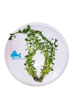 Bacopa Monnieri Canlı Akvaryum Bitkisi 5 Dal