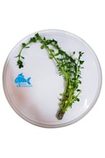 Bacopa Monnieri Canlı Akvaryum Bitkisi 5 Dal