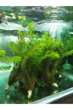 Canlı Akvaryum Bitkisi Tilki Kuyruğu 2 Bağ (ceratophyllum Demersum)