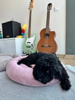 Flamingo Pembe