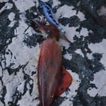 DTD X-Egi 3.0 Basic Sinking Speed 96 mm 16.2 gr Kalamar Zokası