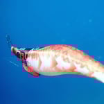 DTD X-Egi 3.0 Basic Sinking Speed 96 mm 16.2 gr Kalamar Zokası