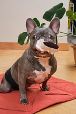 Eclair Nosework Plush Toy