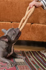 Pretzel Tug Toy