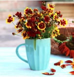 100 Adet Kız Gözü (Coreopsis Tinctoria) Çiçek Tohumu