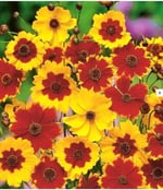 100 Adet Kız Gözü (Coreopsis Tinctoria) Çiçek Tohumu