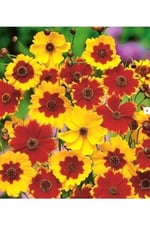 100 Adet Kız Gözü (Coreopsis Tinctoria) Çiçek Tohumu