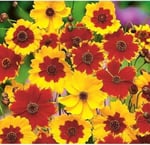 100 Adet Kız Gözü (Coreopsis Tinctoria) Çiçek Tohumu