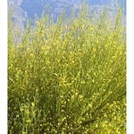 Aktar Diyarı Rooibos Kırmızı Çay 1000 GR, CYL-ADY39288