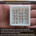 Altın Sepeti Balık Hızma