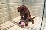 Animology Flea Tick Yavru ve Yetişkin Köpek Şampuanı 250 Ml