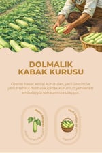 ANTEP PAZARI DOLMALIK KABAK KURUSU (ADET, 25)