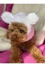 Aria Pet Boutique Köpek Peluş Bere 02 (Small)