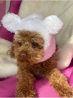 Aria Pet Boutique Köpek Peluş Bere 02 (Small)