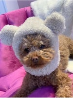Aria Pet Boutique Köpek Peluş Bere 03 (X-Small)
