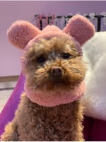 Aria Pet Boutique Köpek Peluş Bere (Medium)