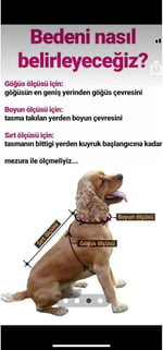 Aria Pet Boutique Köpek Yaka Gömlek Papyon (X-large)
