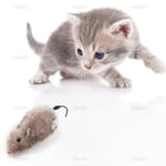 AUEAR, 4 paket rüzgar Up fare yarış Mini atlama sıçan peluş fareler gerçekçi görünümlü Pet Twirling kuyruk ile