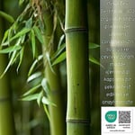 Aurum Erkek Bambu Soket Çorap 5'li Premium Dikişsiz Klasik Çorap