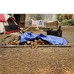B-Air tarafından Grizzly Tarps 16' x 20' Büyük Çok Amaçlı Su Geçirmez Ağır Hizmet Tipi Poli Tarp Grometli Her 36 inç, 8x8 Dokuma, 5 Mil Kalınlığı, - Seçenekler: 15'X15', 16X20, 6' x 8', 12X16, 20'x30'