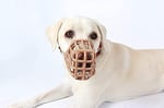 Baskerville köpekler için zehirli yem ağızlığı, boyut 7, köpekler nefes alabilir ve içebilir, atıklara göz atmaz, ısırma koruması, dolgulu burun kayışı, uzun burunlu büyük köpekler için ideal