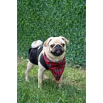 Beige & Stone Yılbaşı Temalı Köpek Fuları