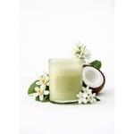 Bella Maison Golden Tropics Soya Wax Kokulu Mum Yeşil (120 Gr) Yeşil