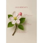 Bella Maison Oud Serenity Oda Spreyi Amber (500 Ml) Amber