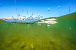 Berkley Crankbait Sert Balıkçılık Yemleri