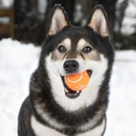 Best Pet Supplies Köpekler için Gıcırtılı Tenis Topları, 2'li Paket, Atmak ve Getirmek için Ağır Hizmet İnteraktif Evcil Hayva - Seçenekler: Large (Pack of 2), Small (Pack of 4), Medium (Pack of 4)...