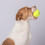 Best Pet Supplies Köpekler için Gıcırtılı Tenis Oyuncakları, 4'lü Paket, Atmak ve Getirmek için Ağır Hizmet İnteraktif Evcil H - Seçenekler: Large (Pack of 2), Small (Pack of 4), Medium (Pack of 4)...