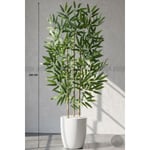 Biçiçek 110 Cm Bambu Ağacı Yakut Saksıda Bej