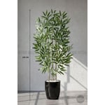 Biçiçek 110 Cm Bambu Ağacı Yakut Saksıda Siyah