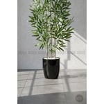 Biçiçek 110 Cm Bambu Ağacı Yakut Saksıda Siyah