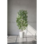 Biçiçek 110 Cm Bambu Ağacı Yakut Saksıda Bej