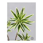 Biçiçek 160 Cm Dragon Bitkisi Yapay Dracaena Küre Saksıda Gri1