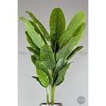 Biçiçek 220cm Starliçe Bitkisi Cleopatra Saksıda Siyah Gümüş