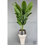 Biçiçek 220cm Starliçe Bitkisi Cleopatra Saksıda Krem Gümüş