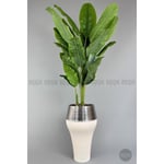 Biçiçek 220cm Starliçe Bitkisi Cleopatra Saksıda Krem Gümüş
