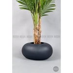 Biçiçek Areka Ağacı 220-240 Cm Grifiber2